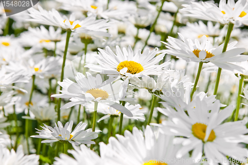 Image of Daisies in garden