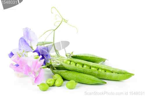 Image of Pods of peas and sweet pea flowers