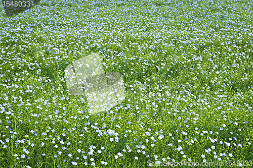 Image of Blooming flax background