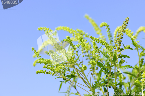 Image of Ragweed plant