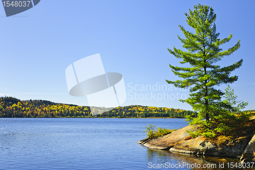 Image of Pine tree at lake shore