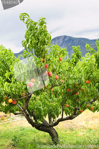 Image of Peaches on tree