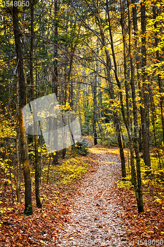 Image of Path in fall forest