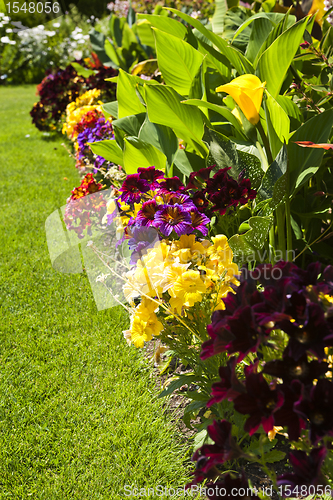 Image of Colorful garden flowers