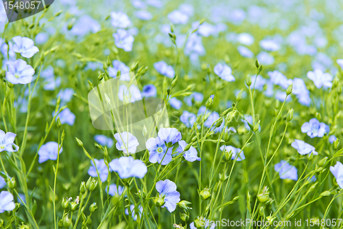 Image of Blooming flax