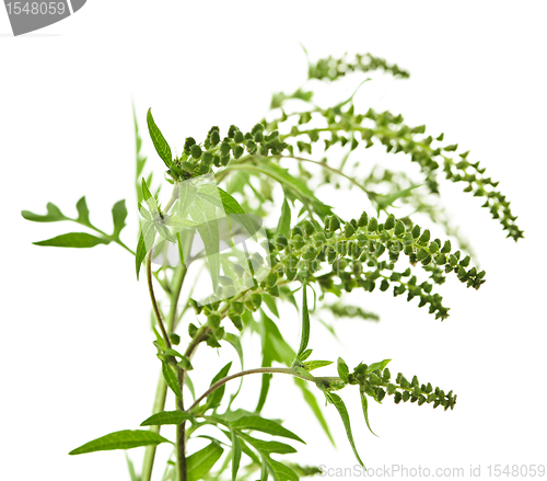 Image of Ragweed plant