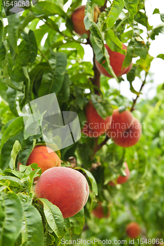 Image of Peaches on tree