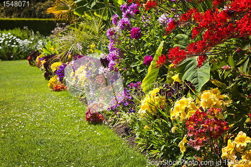 Image of Colorful garden flowers