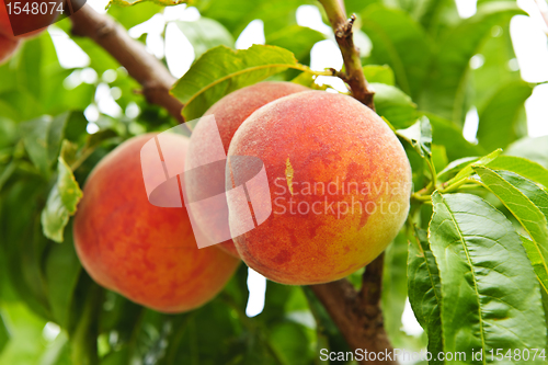 Image of Peaches on tree