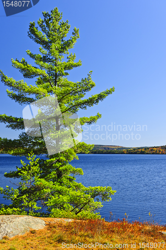 Image of Pine tree at lake shore