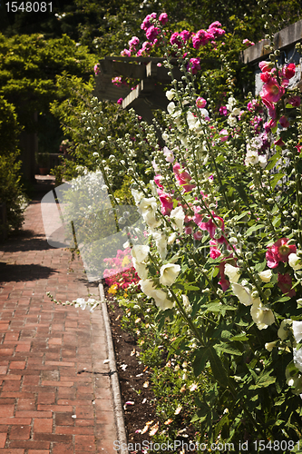 Image of Colorful flower garden