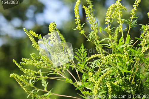 Image of Ragweed plant