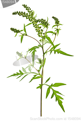 Image of Ragweed plant