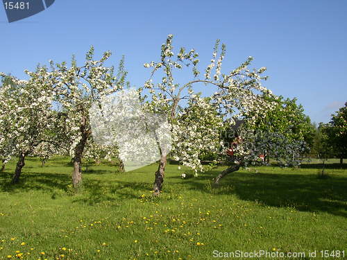Image of Ala-Lemu orchard
