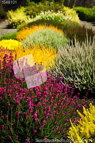 Image of Colorful garden flowers