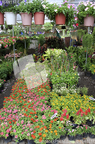 Image of flower market