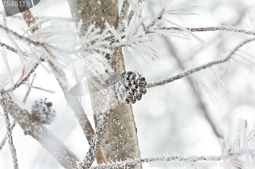 Image of Snow covered pine code