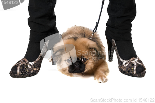 Image of Funny pekinese puppy