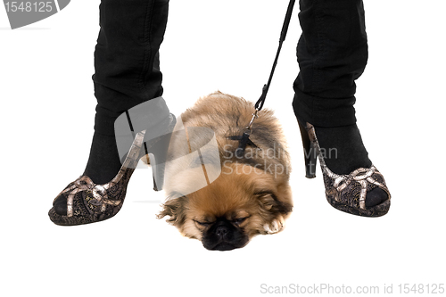 Image of Pekinese puppy sleepin