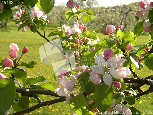 Image of Apple-blossom