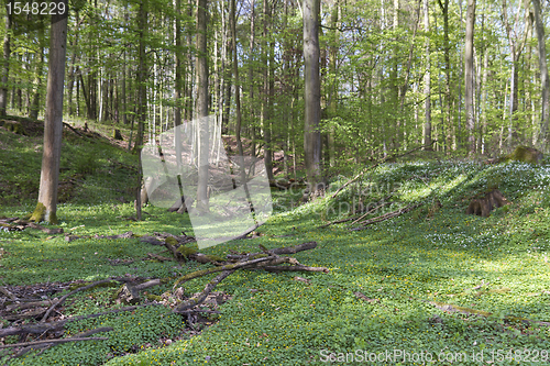 Image of green forest