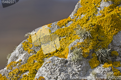 Image of yellow lichen on stone