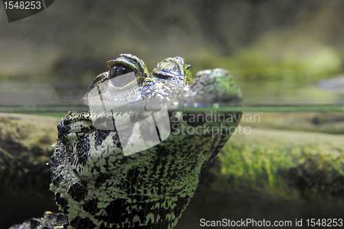 Image of caiman