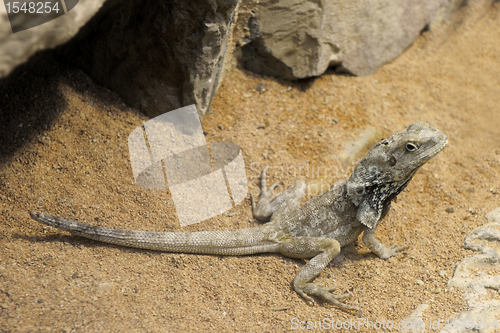 Image of Bearded Dragon,Pogona Vitticeps