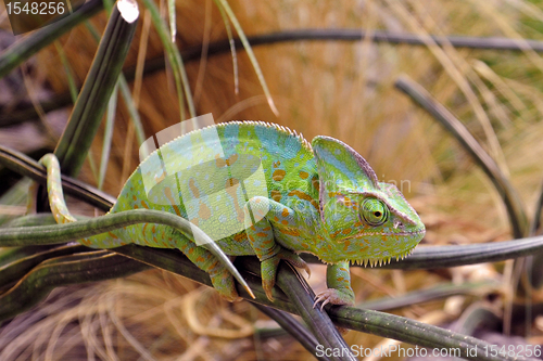 Image of chameleon