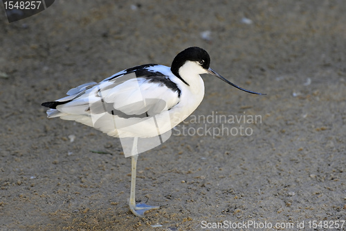 Image of avocet