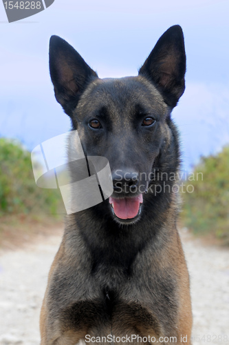 Image of malinois