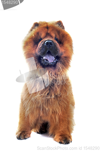 Image of chow-chow