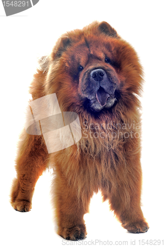 Image of chow-chow