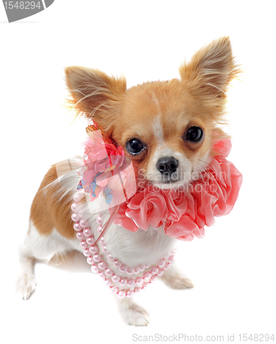 Image of chihuahua with pearl collar