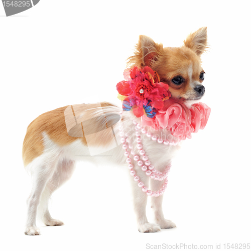 Image of chihuahua with pearl collar
