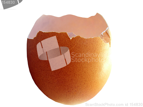 Image of Egg Shell