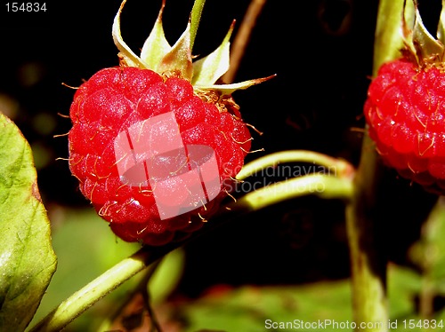 Image of Raspberry