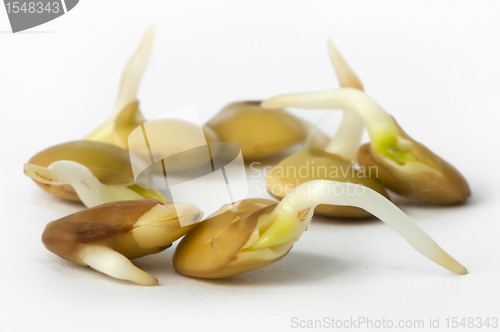 Image of Sprouted beans and lens close up