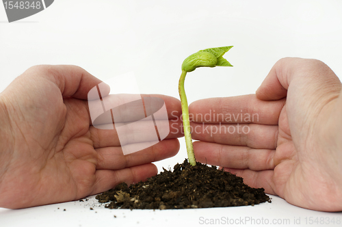 Image of Germinating bean