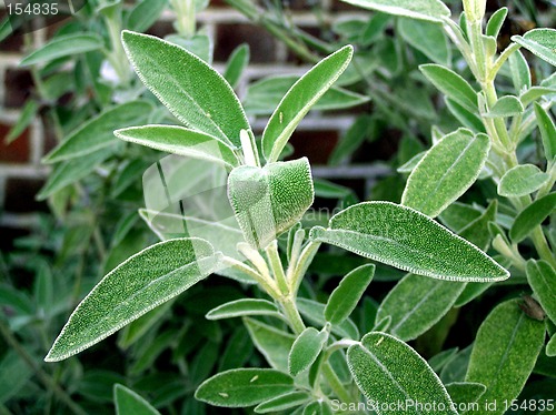 Image of Sage