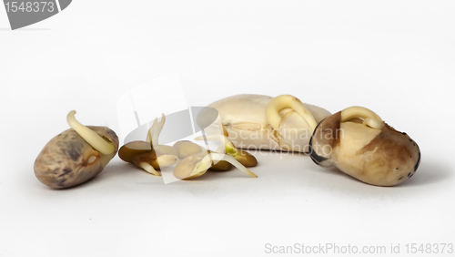 Image of Sprouted beans close up 