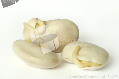 Image of Sprouted beans close up 