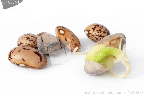 Image of Sprouted beans close up 