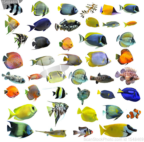 Image of fishes