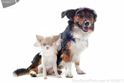 Image of puppy chihuahua and corgi