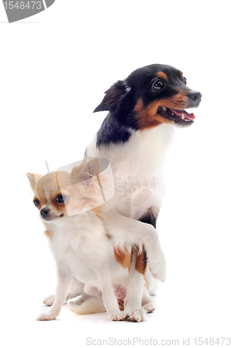 Image of puppy chihuahua and jack russel terrier