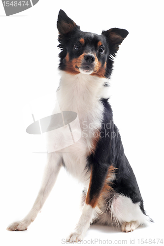 Image of border collie