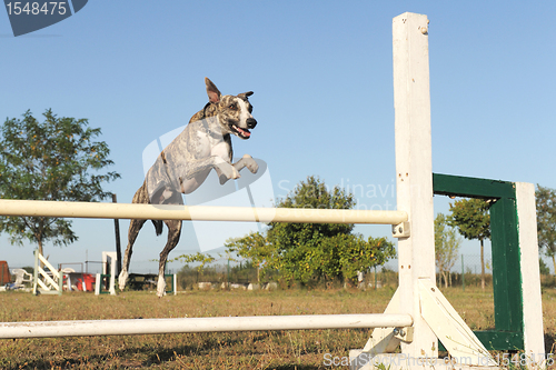 Image of jumping whippet