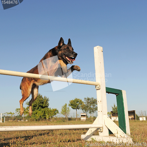 Image of jumping malinois