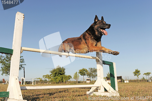 Image of jumping malinois